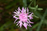 Spotted knapweed